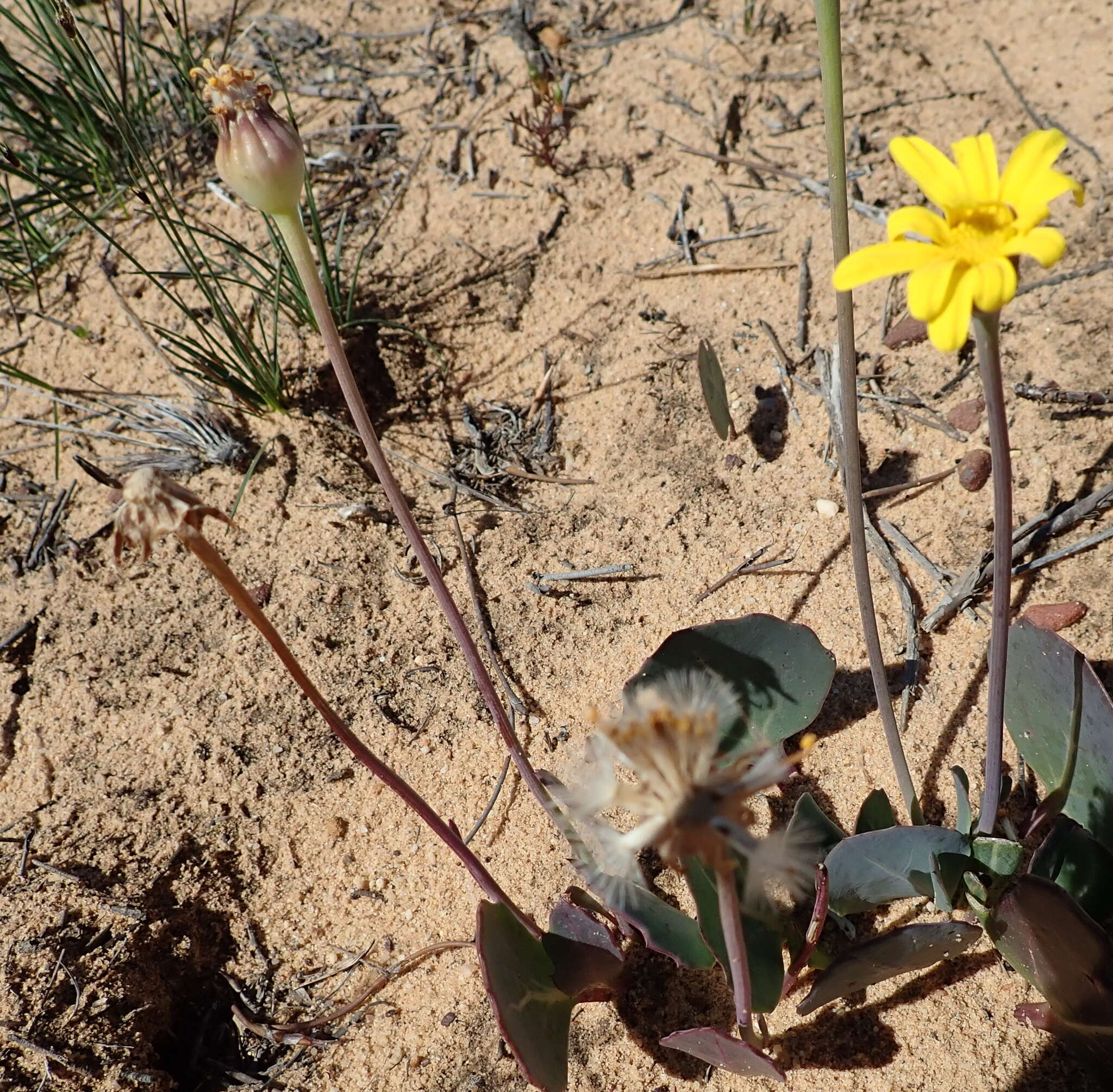 Image of Othonna hederifolia B. Nord.