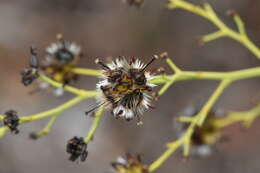 Image of Stirlingia latifolia (R. Br.) Steudel