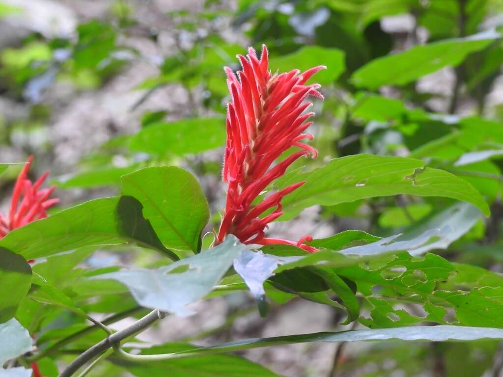 Image of Aphelandra scabra (Vahl) Sm.