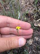 Image of Linum scabrellum Planch.