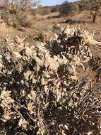 صورة Barleria albostellata C. B. Cl.