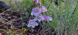 Penstemon leonensis Straw的圖片