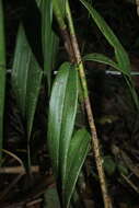 Imagem de Epidendrum aggregatum Lindl.