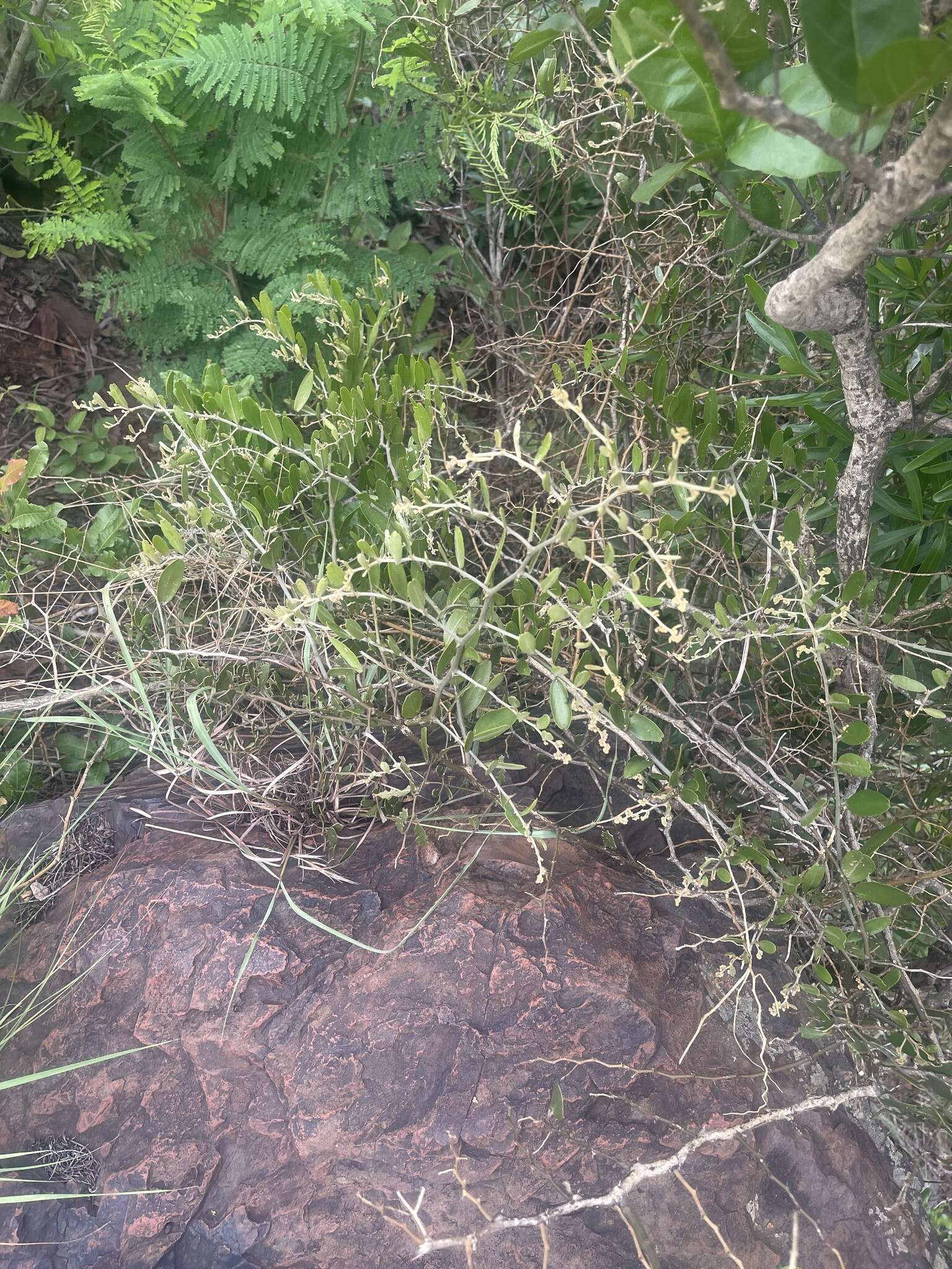 Image of Capparis fascicularis var. fascicularis