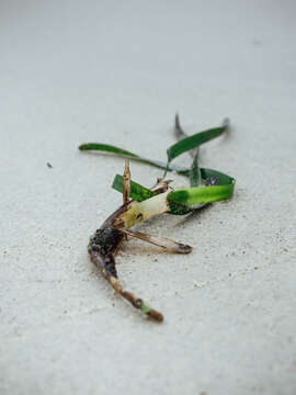 Слика од Posidonia australis Hook. fil.