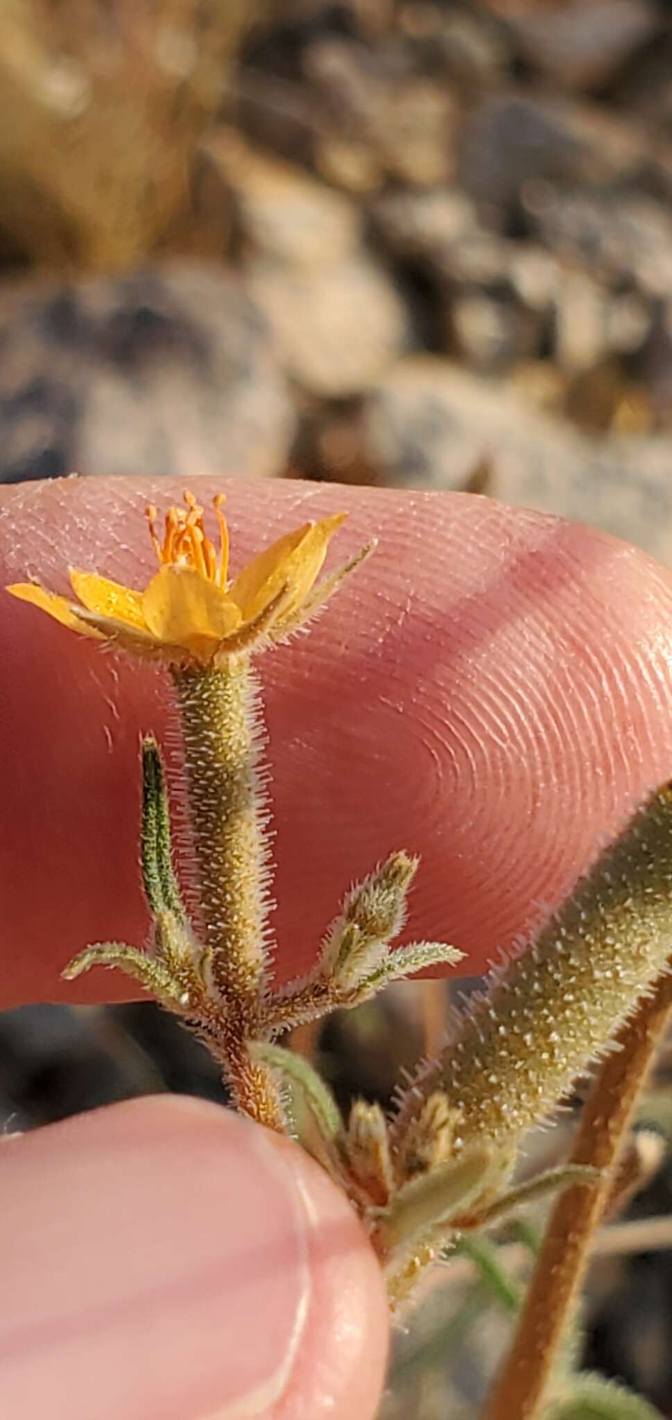 Image of isolated blazingstar