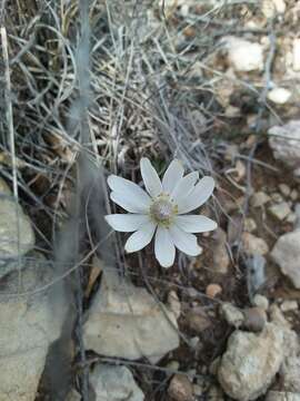 Anemone tuberosa var. texana M. Enquist & B. Crozier resmi