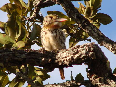 Nystalus maculatus (Gmelin & JF 1788) resmi