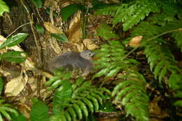 Image of Undulated Tinamou