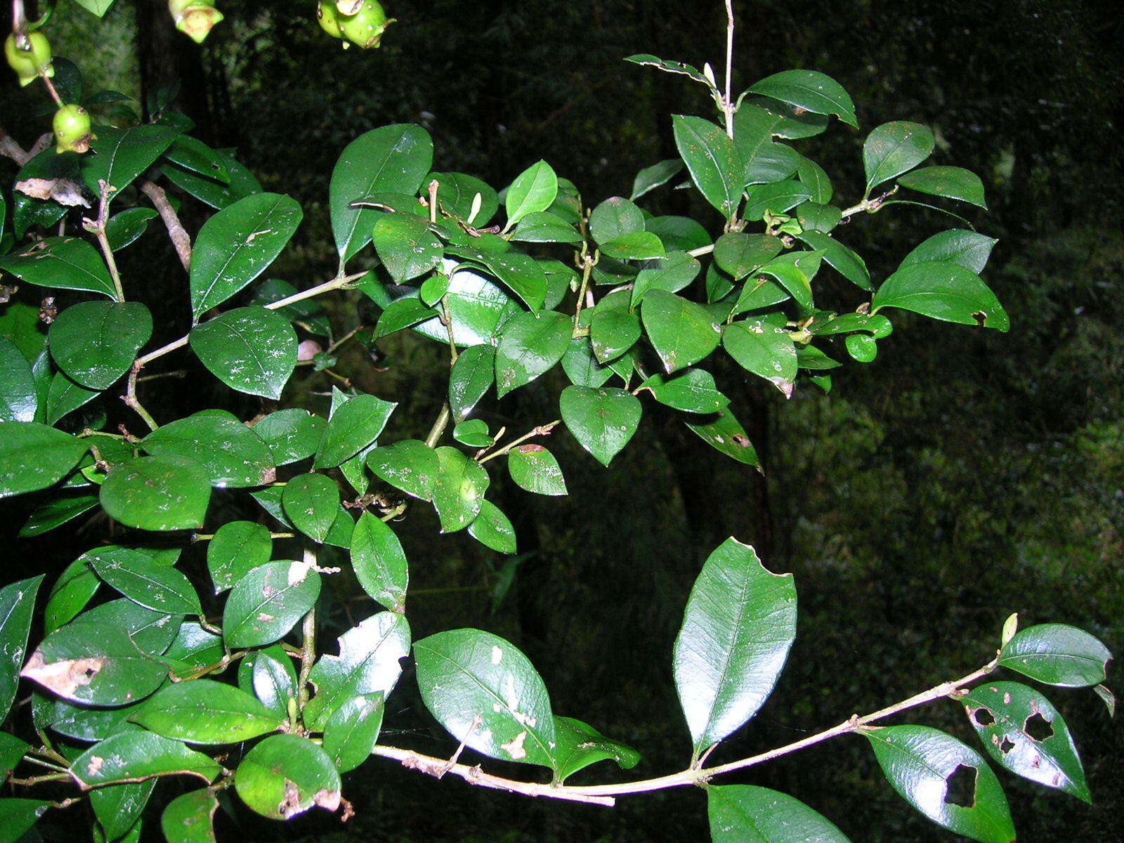 Image of Myrceugenia planipes (Hooker & Arn.) Berg