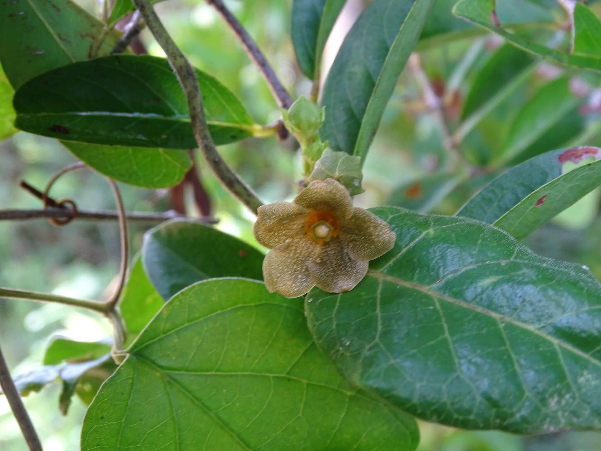 Image of Matelea crassifolia (Standl.) R. E. Woodson