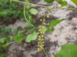 Image of Dioscorea bemarivensis Jum. & H. Perrier