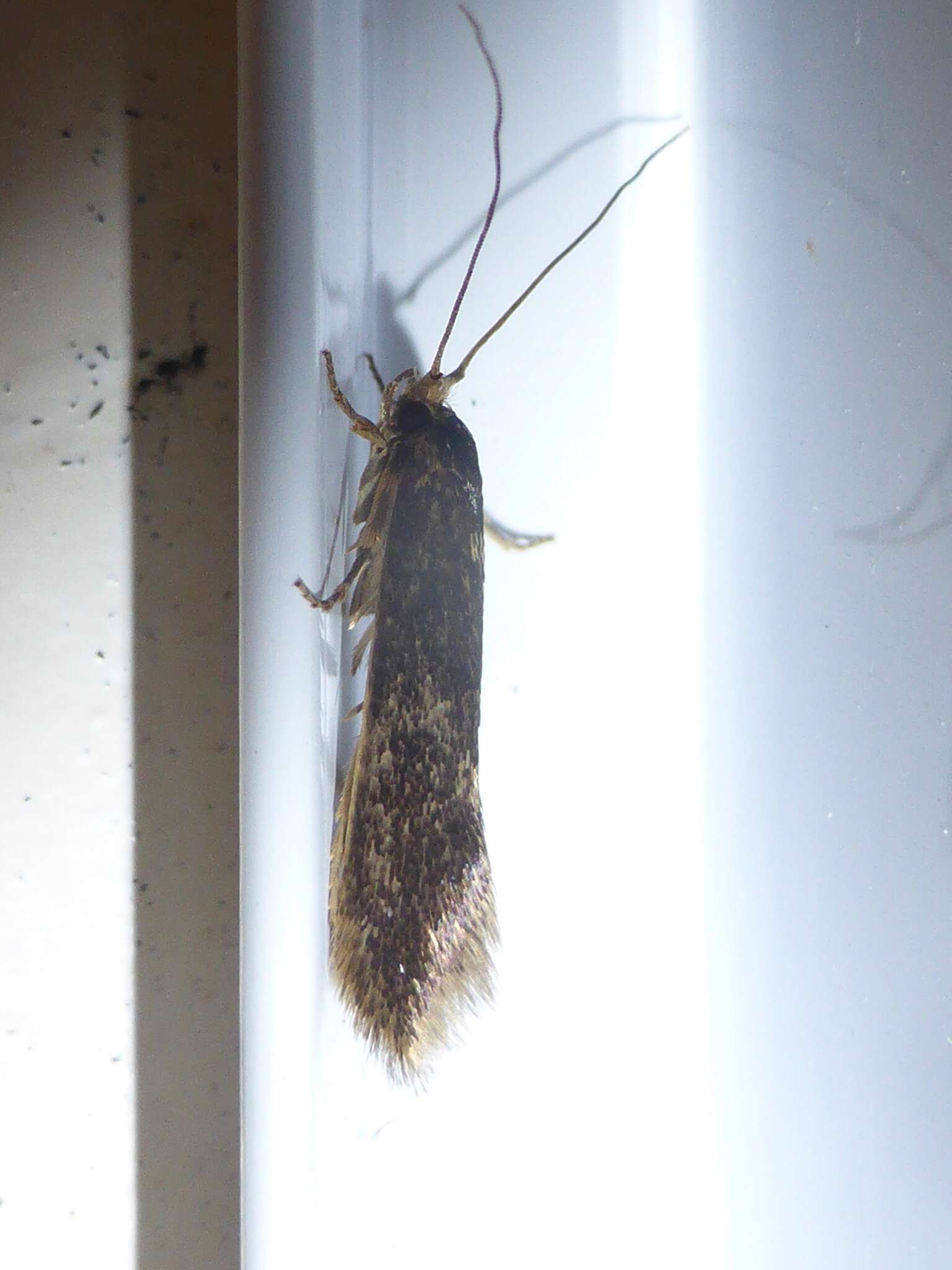 Image of Moth