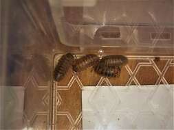 Image of Armadillidium atticum Strouhal 1929