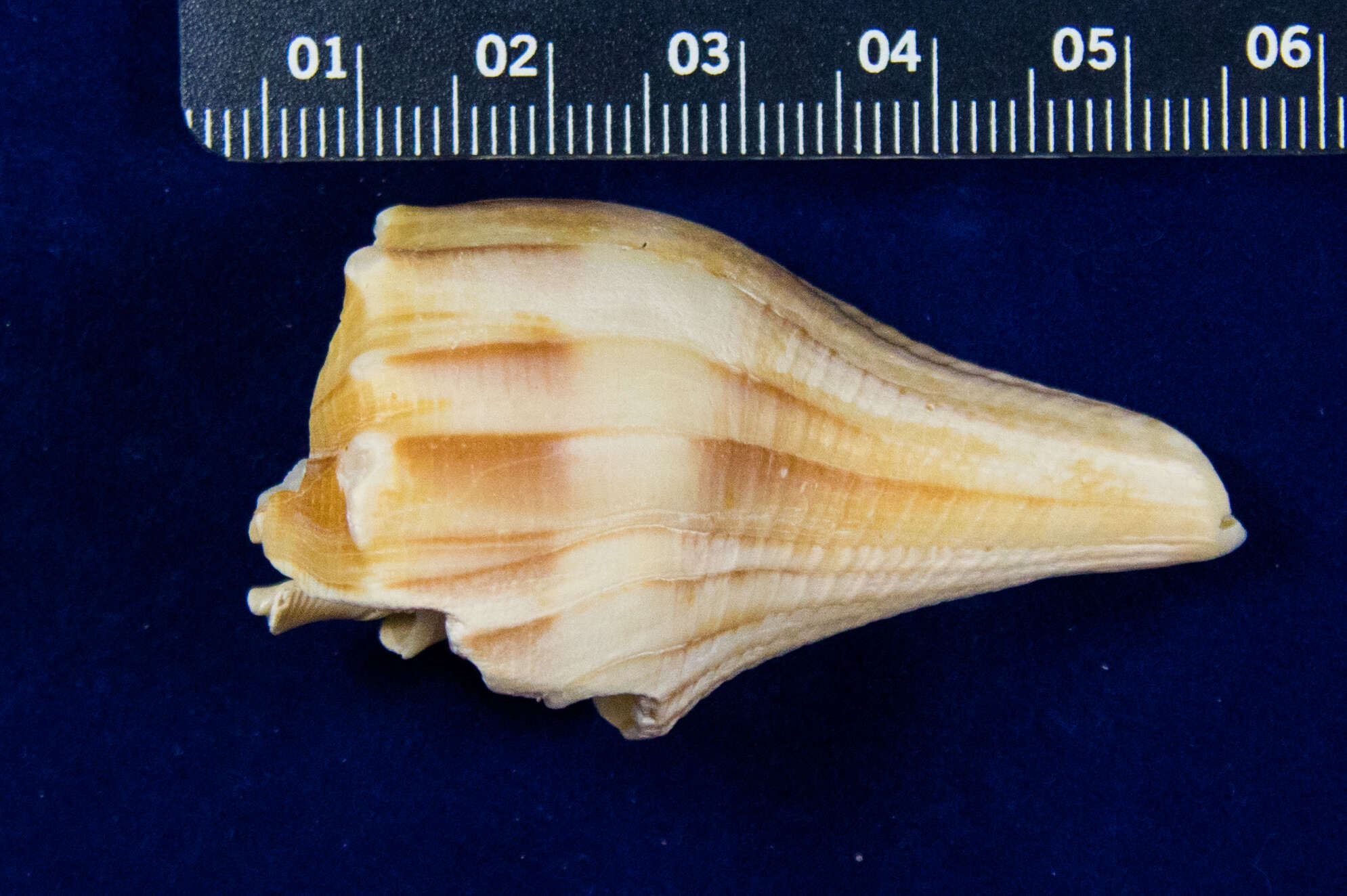 Image de Sinistrofulgur pulleyi (Hollister 1958)