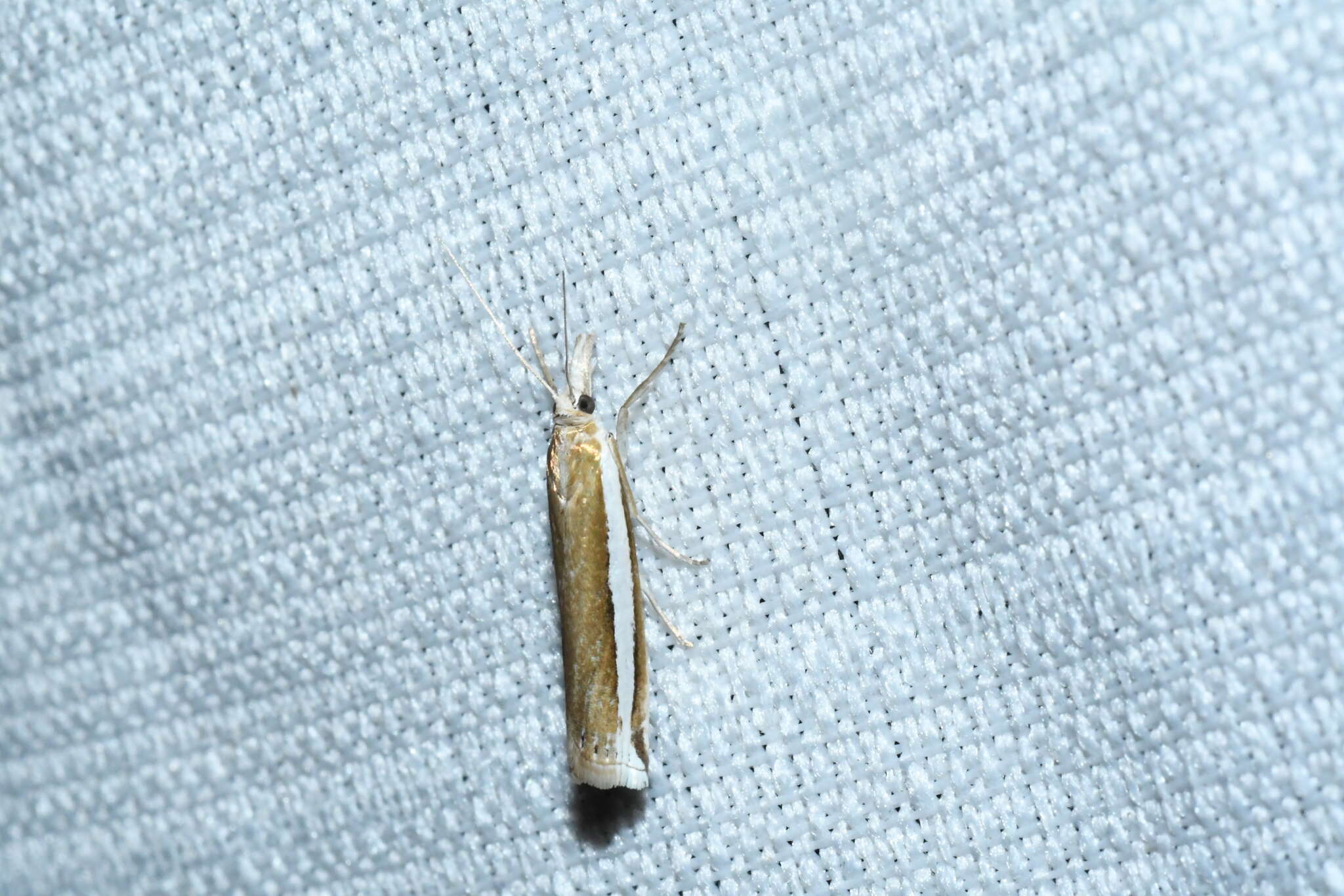 Image of Crambus unistriatellus Packard 1868