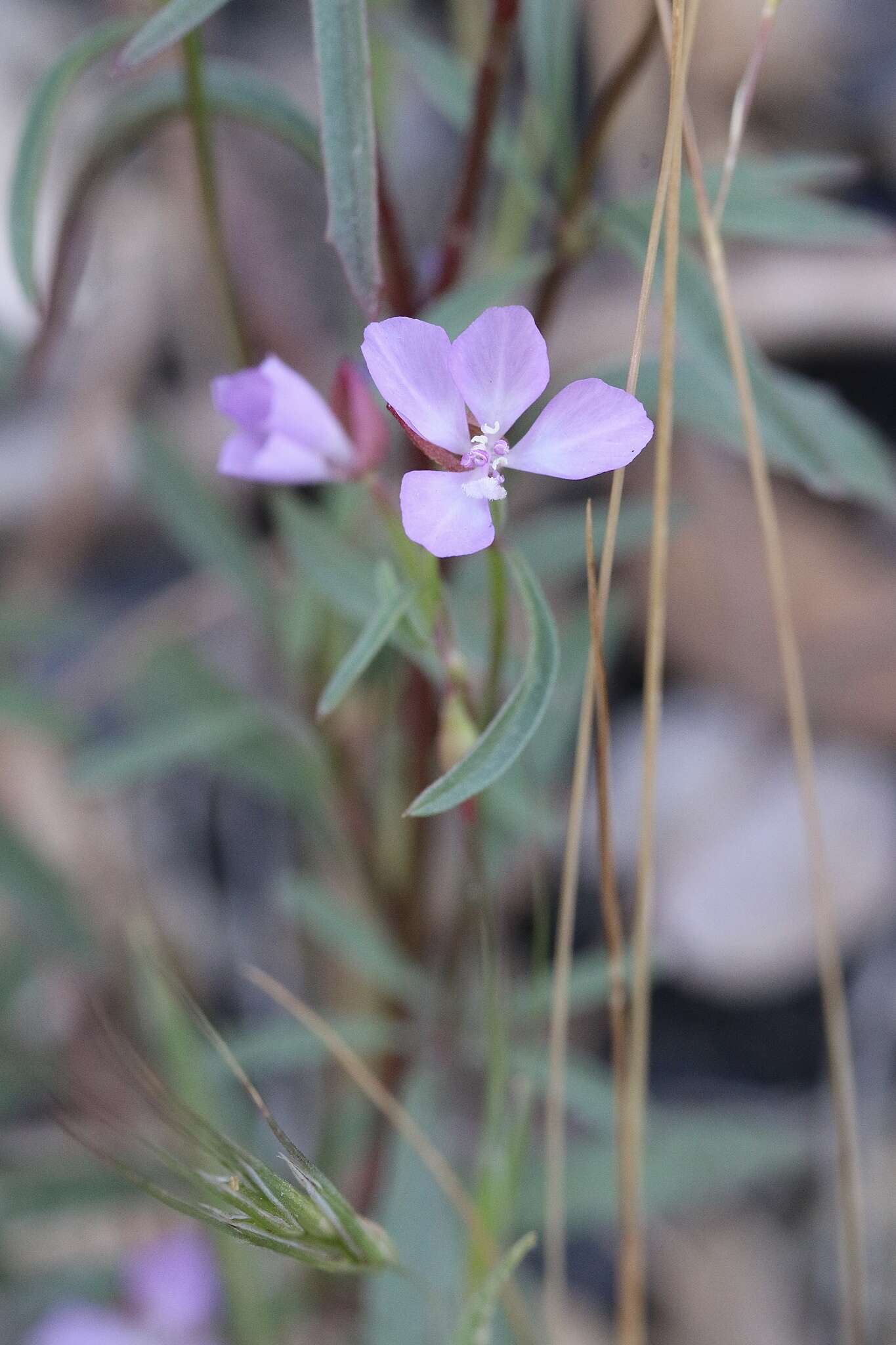 Image of Waltham Creek clarkia