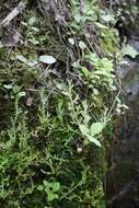 Image of Hidden Spike-Moss