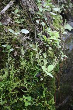 Image de Selaginella eclipes Buck