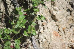 Image of Gonocarpus mezianus (Schindl.) Orchard