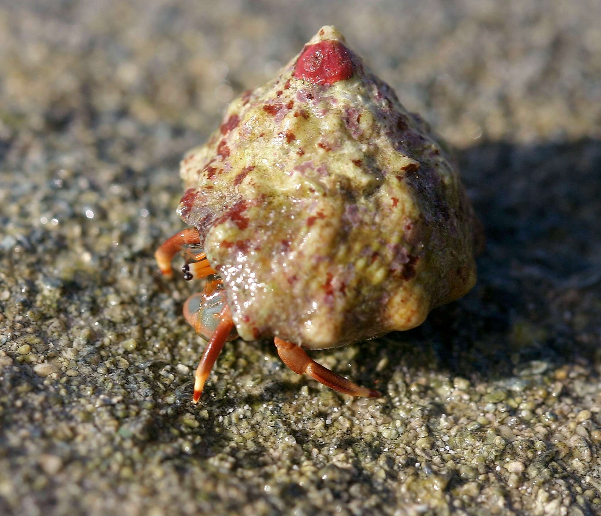 Image of orange claw hermit crab