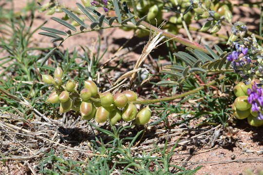Image of Thurber's milkvetch
