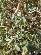 Image of yellow nightshade groundcherry