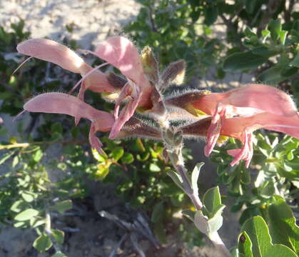 Imagem de Salvia lanceolata Lam.