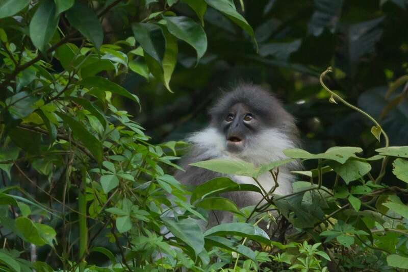 Image of Pale-thighed Langur