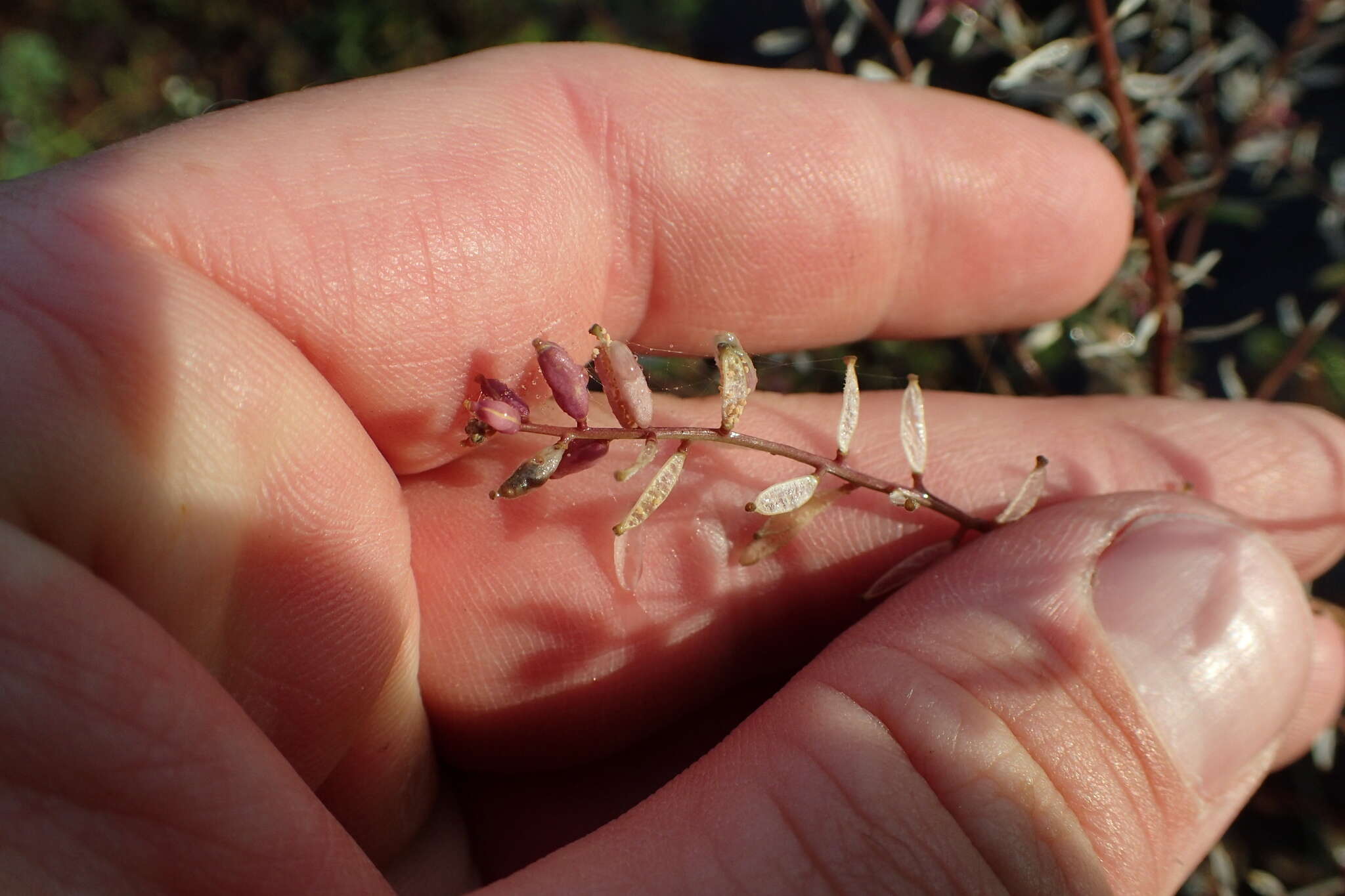 Image of Stalkless Yellowcress