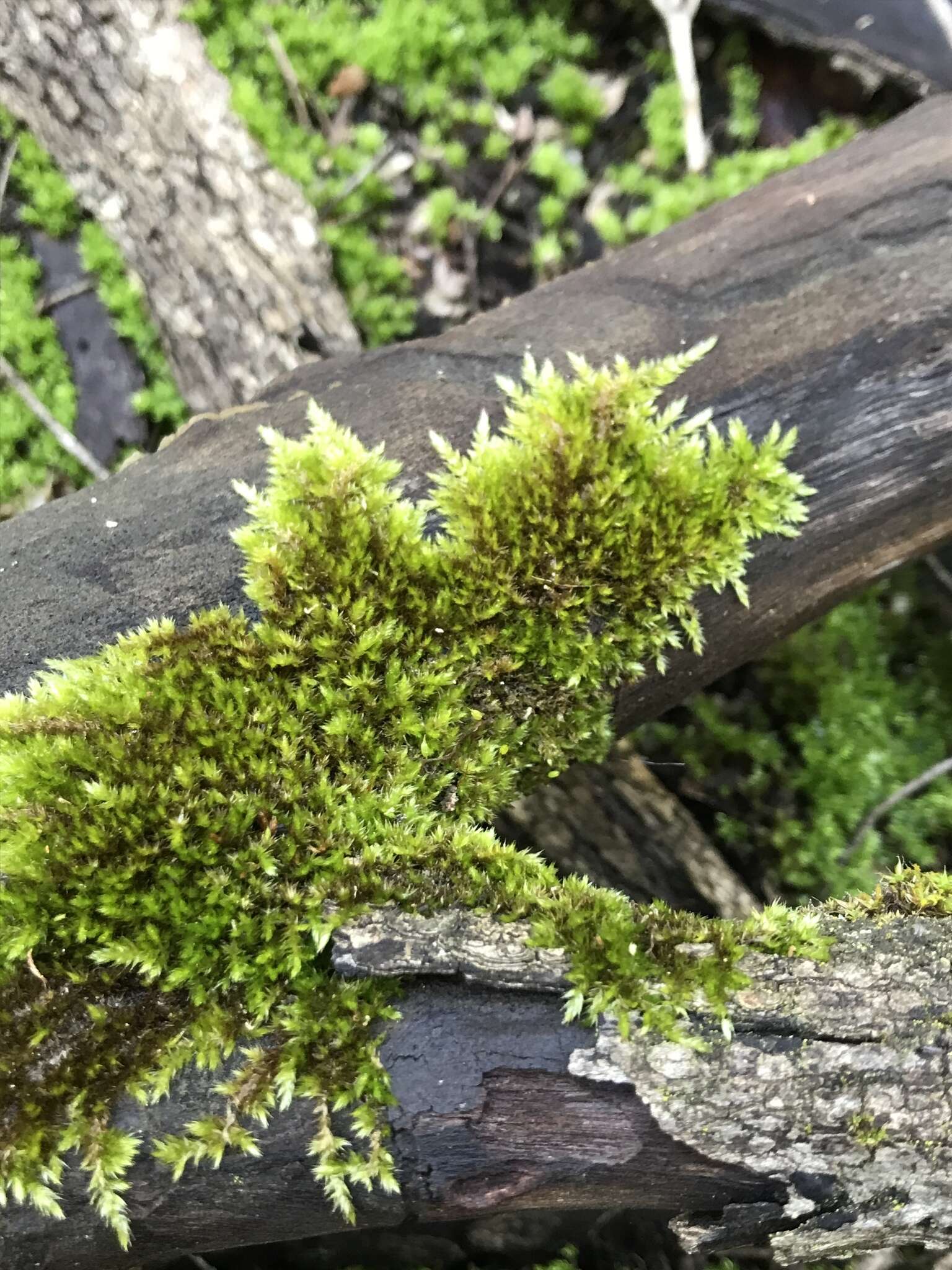 Imagem de Sematophyllum homomallum Brotherus 1925