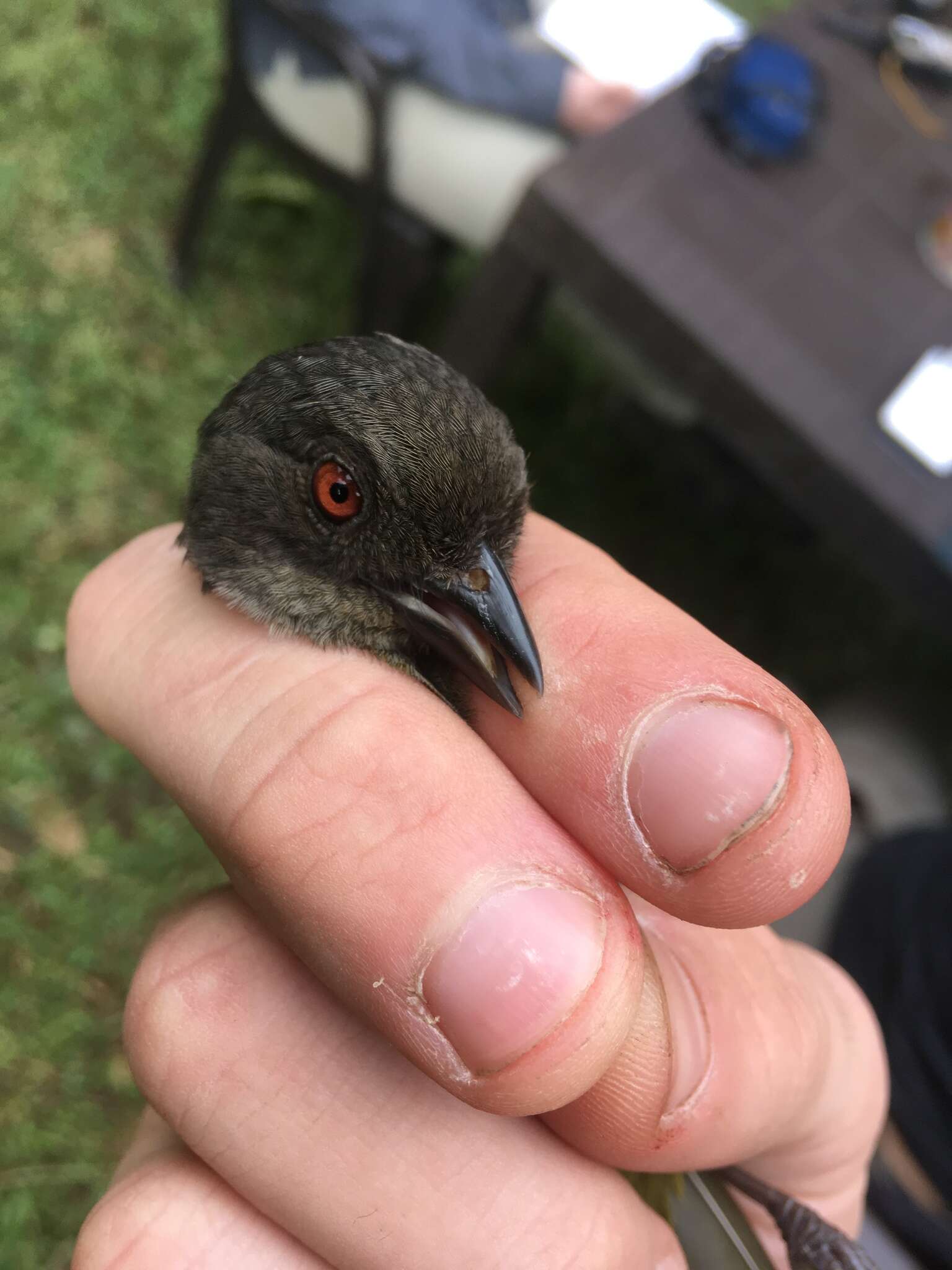 Image of Dusky Bush Tanager