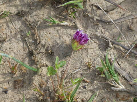 Imagem de Trifolium barbigerum Torr.