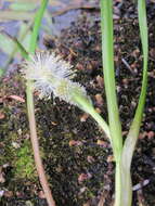 Image of Northern Burr-Reed