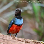 Erythropitta macklotii (Temminck 1834)的圖片