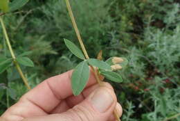 Image de Heteromorpha involucrata Conrath