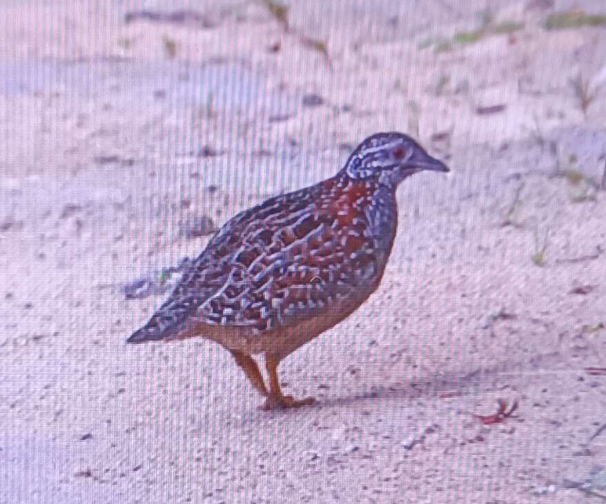 Image of Painted Buttonquail