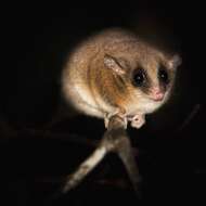 Image of Long-tailed Dormouse-phalanger