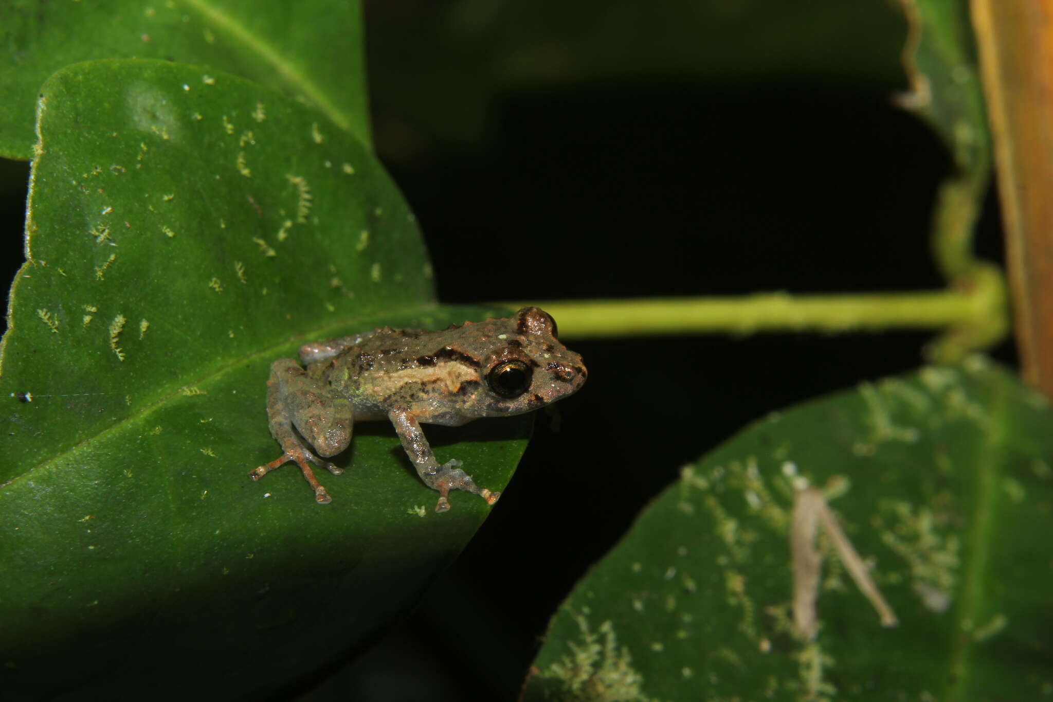 Image de Pristimantis platydactylus (Boulenger 1903)