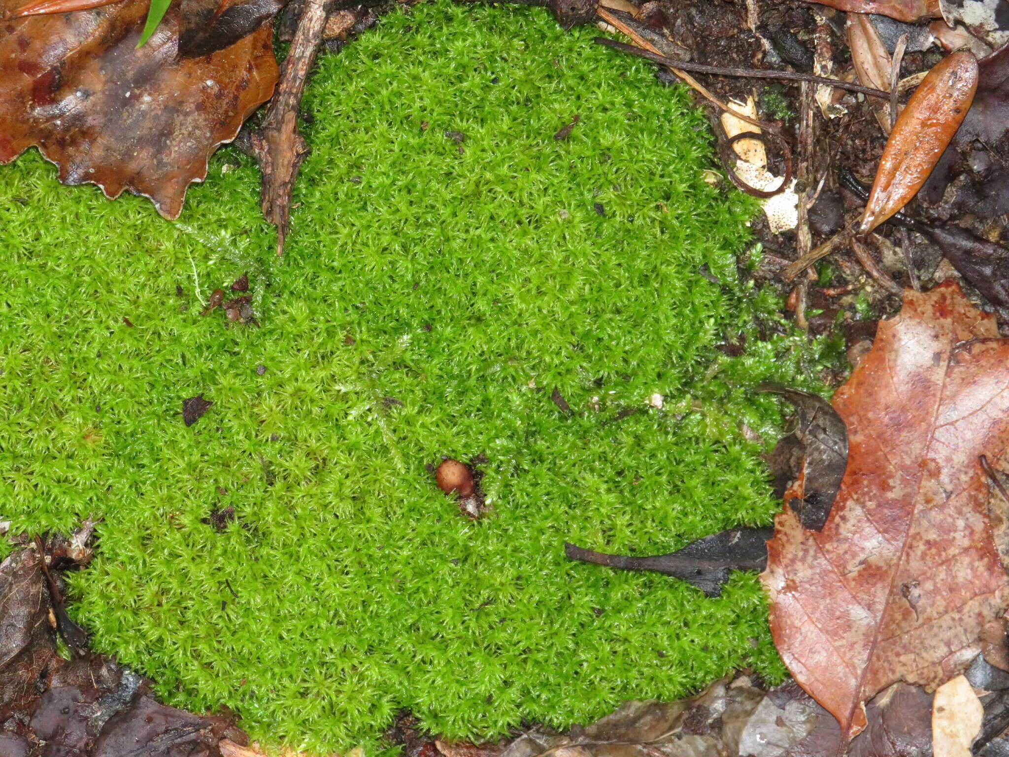 Image of Gaudichaud's syrrhopodon moss