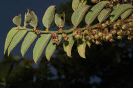 Phyllanthus salviifolius Kunth的圖片