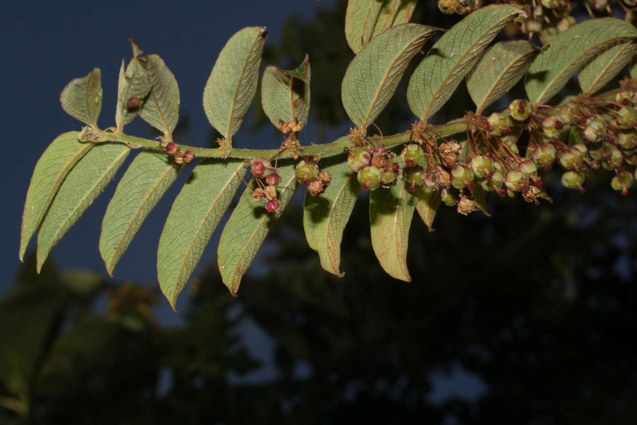 Phyllanthus salviifolius Kunth的圖片