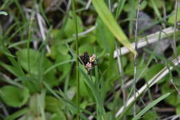 Image of Sickle-Leaf Rush