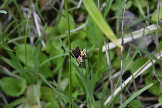 Слика од Juncus falcatus E. Mey.