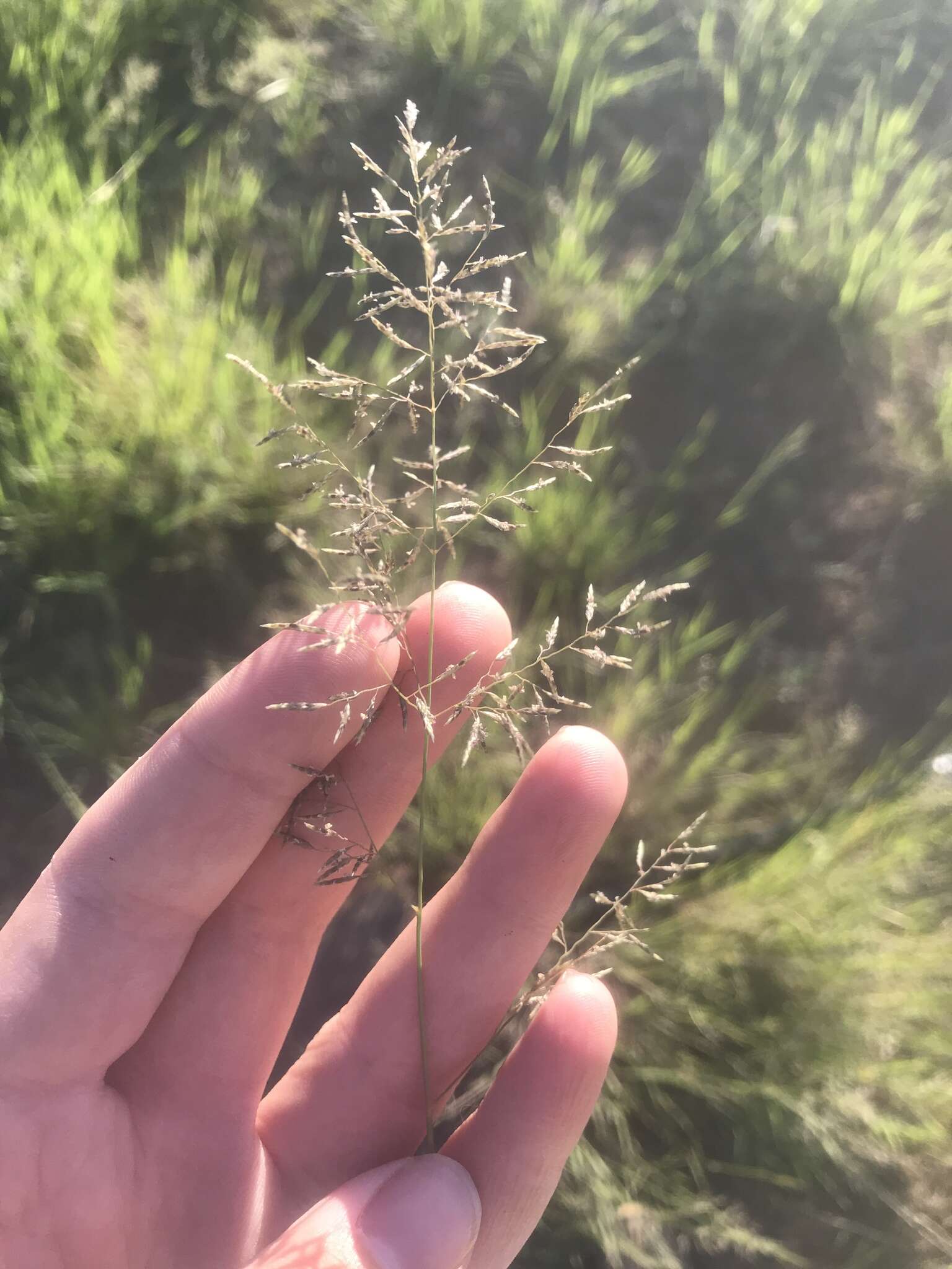 Plancia ëd Eragrostis lehmanniana Nees