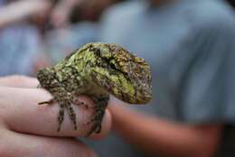 Image of Peters' anole