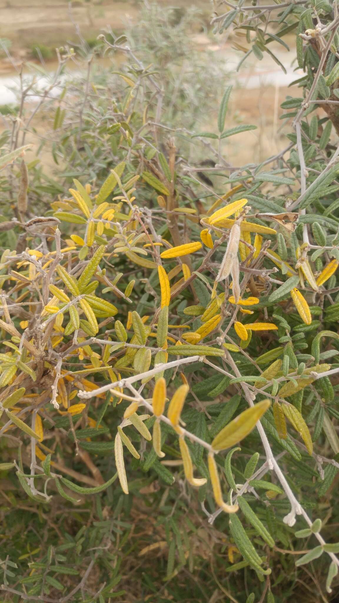 Image of Mundulea barclayi (Hook.) Du Puy