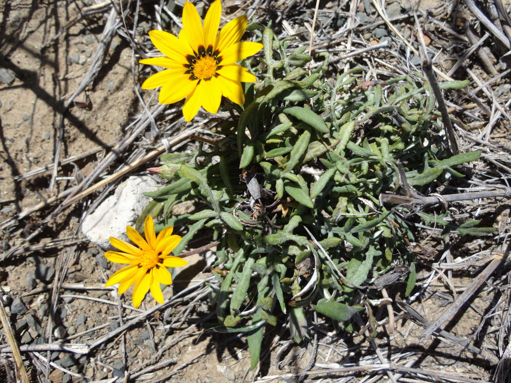 Image of Common gazania