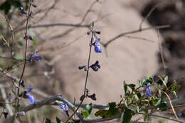 Imagem de Salvia cuspidata Ruiz & Pav.