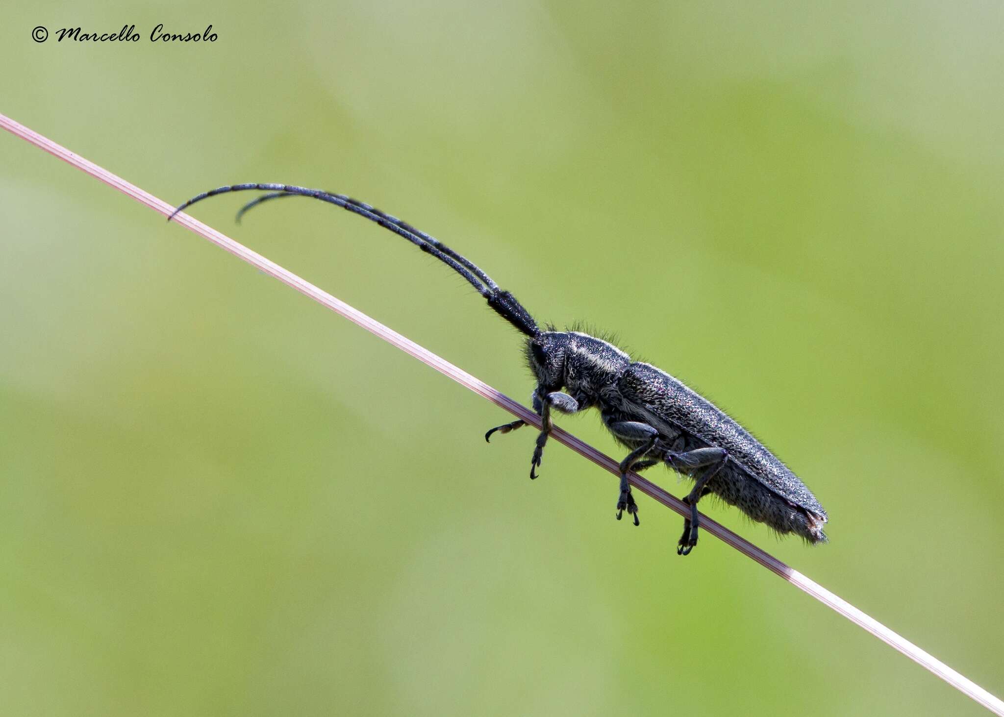 Image of Agapanthia cardui (Linné 1767)